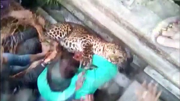 Un hombre, herido de gravedad al intentar atrapar a un leopardo en La India Un hombre, herido de gravedad al intentar atrapar a un leopardo en La India