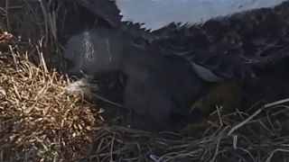 Видео: в США проклюнулся птенец "лысого орла"