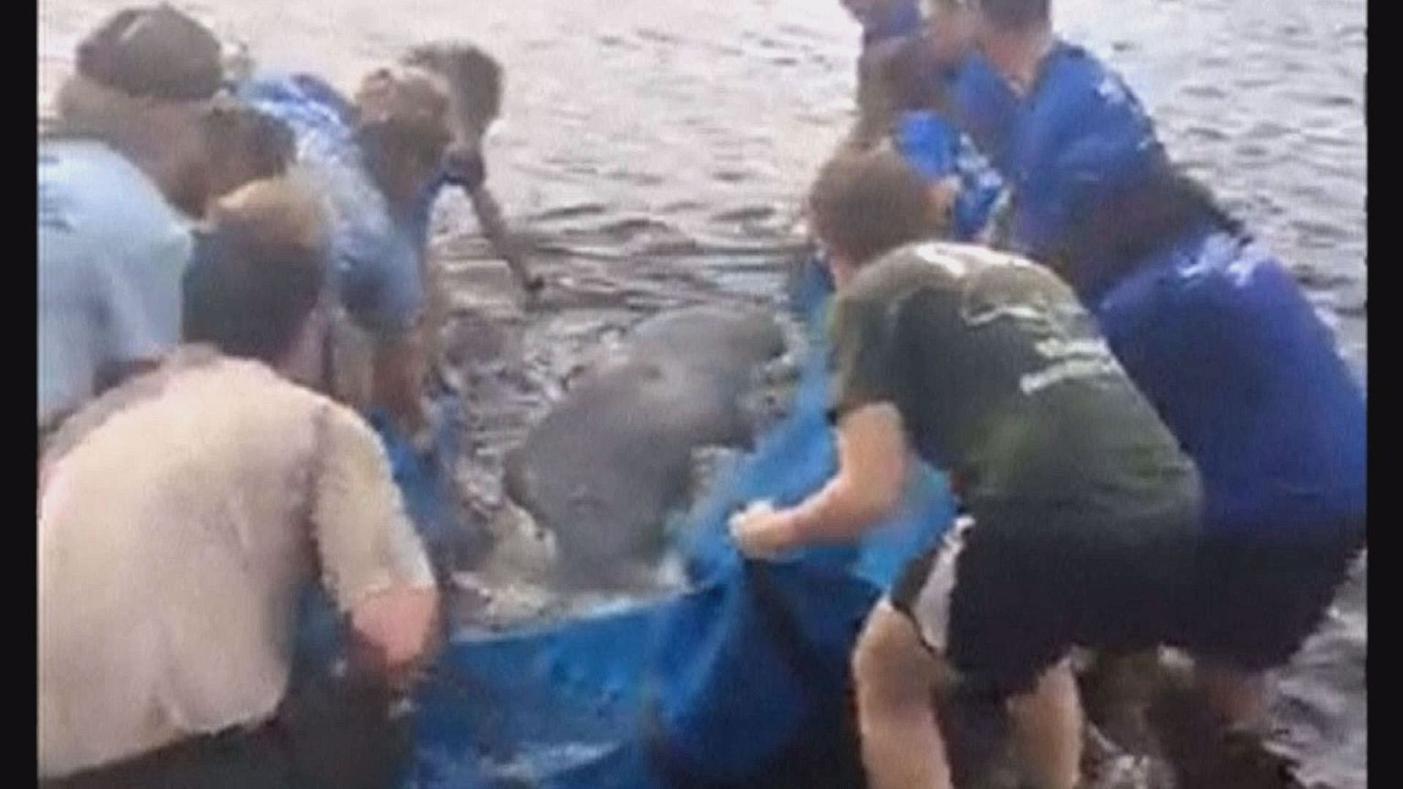 VIDEO - Seekuh in Florida gerettet