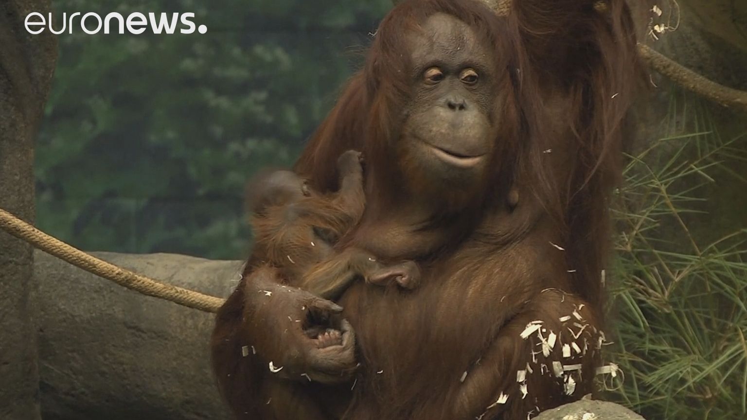 Una bebé orangután se estrena en el Brookfield Zoo de Chicago
