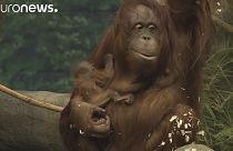 Una bebé orangután se estrena en el Brookfield Zoo de Chicago