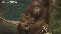 Kleines Orang-Utan-Mädchen im Brookfield-Zoo den Besuchern vorgestellt