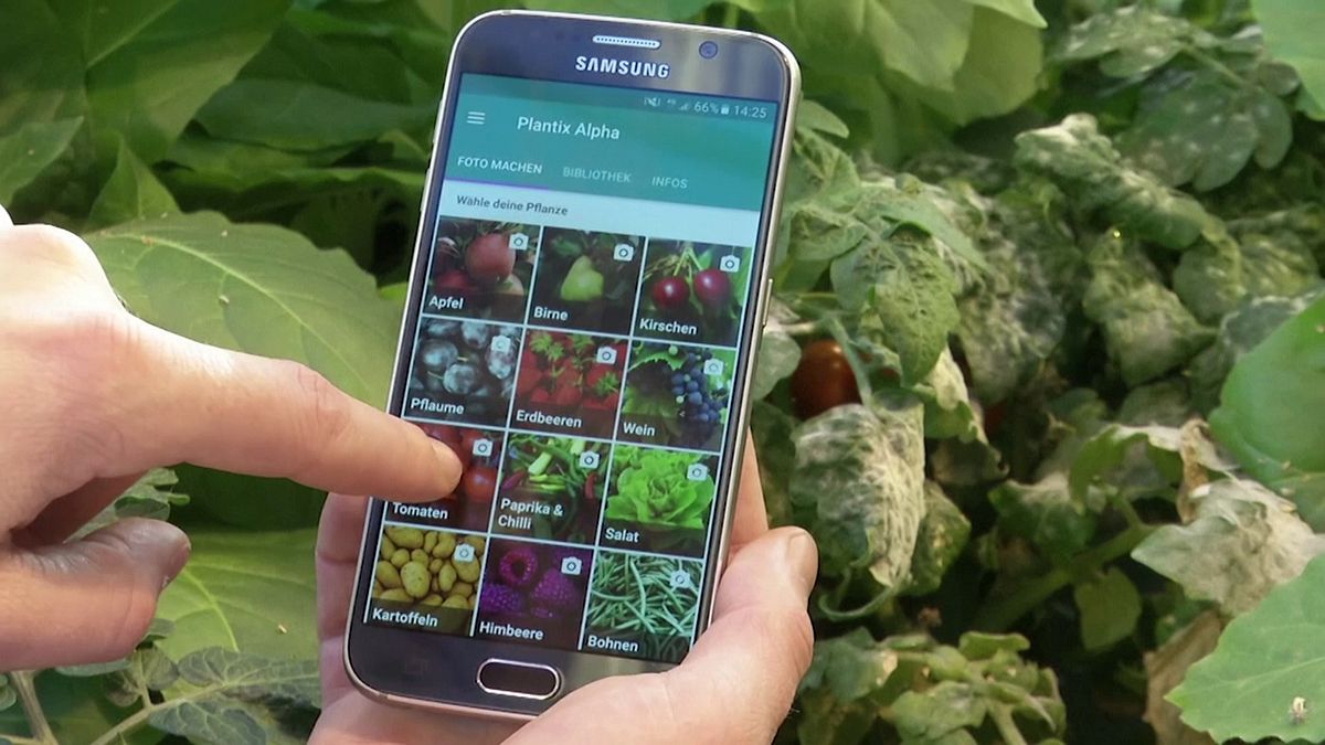 اپلیکیشن تلفن همراه برای تشخیص بیماری درختان