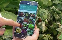 اپلیکیشن تلفن همراه برای تشخیص بیماری درختان
