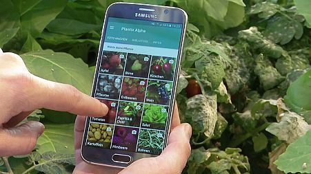 The plant doctor app helping to identify plant disease
