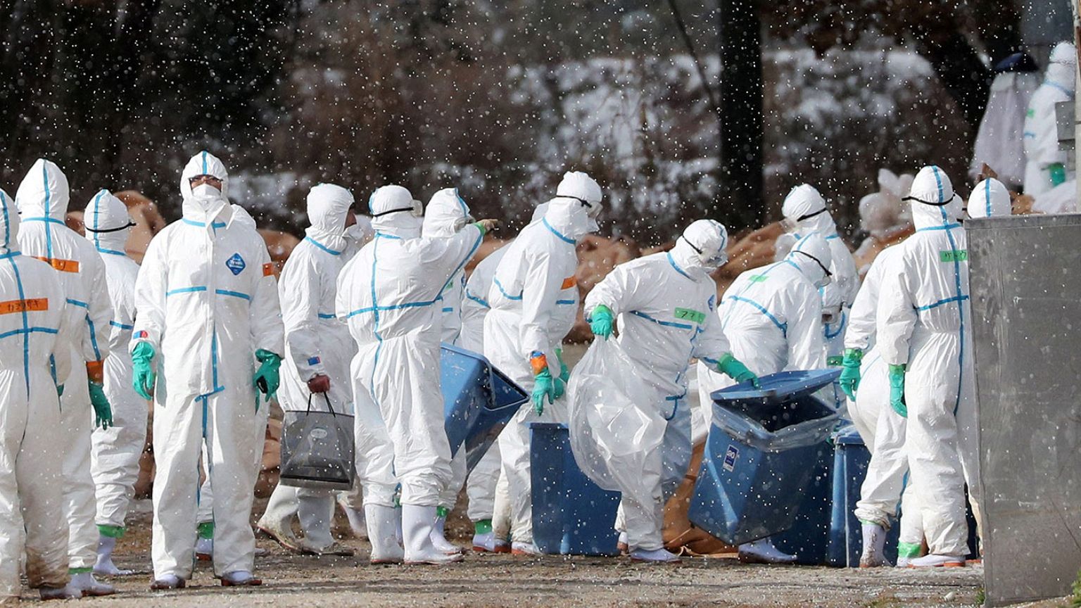 Vogelgrippe H5N8: Massentötung von Vögeln in Südwestfrankreich