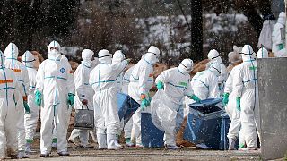 800,000 birds to be culled in France after bird flu outbreak