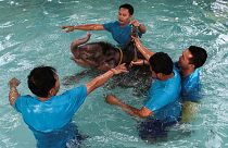 Tailândia: Elefante bebé efetua hidroterapia para sarar pata