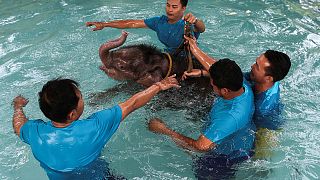 Baby-Elefant übt im Wasser tapfer das Laufen