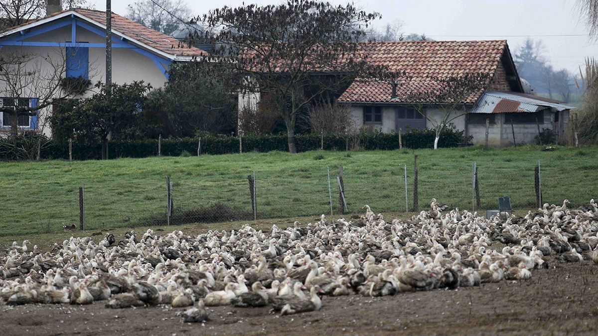Fransa yüz binlerce kaz ve ördeği itlaf etmeye başladı