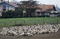 آنفلوآنزای مرغی؛ کشتار گسترده مرغابی ها در جنوب غربی فرانسه