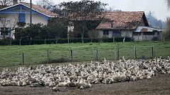 Vogelgrippe: Massenhafte Tötung von Geflügel in Frankreich
