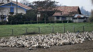 Vogelgrippe: Massenhafte Tötung von Geflügel in Frankreich