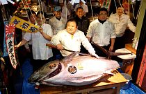 185 milliós tonhalat vett egy japán étterem