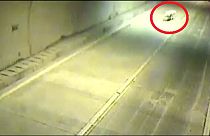 خوک سرگردان در تونل یک جاده، موجب شوک رانندگان شد