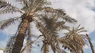 Égypte: le palmier comme alternative au bois
importé