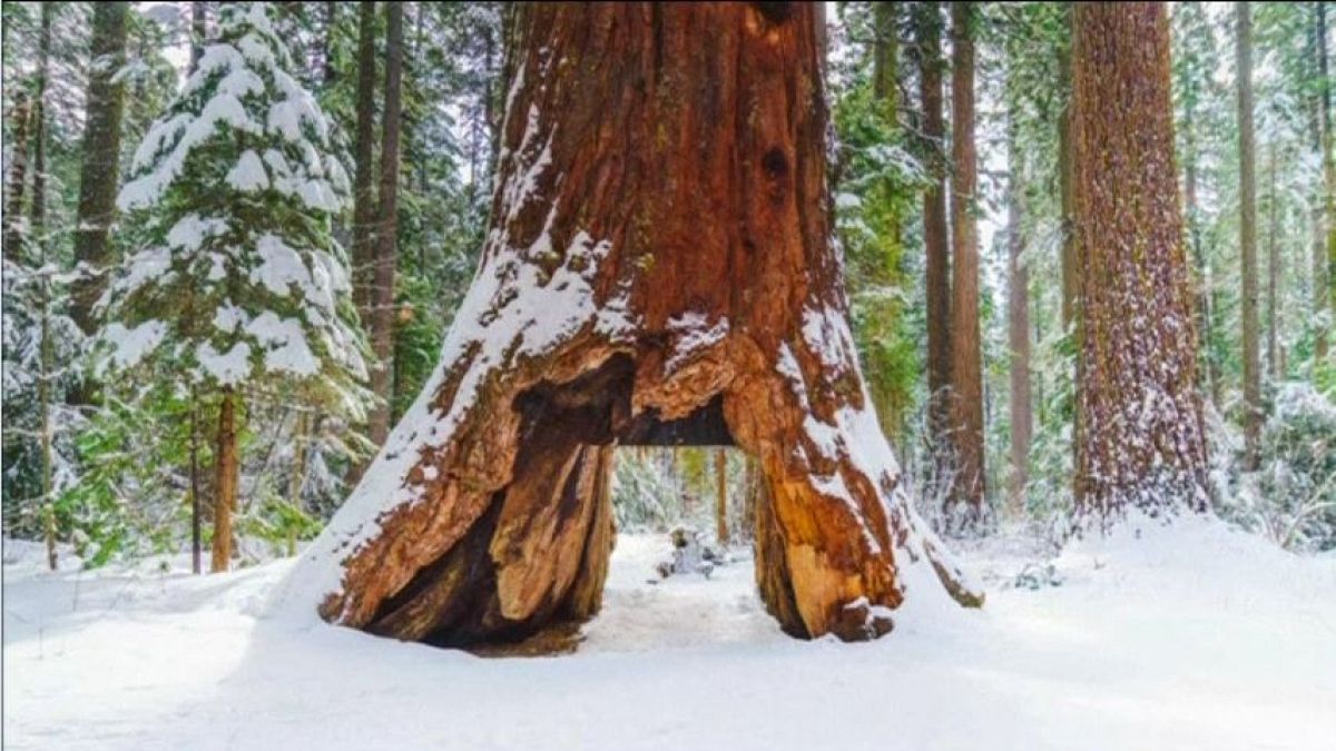 Iconic giant Sequoia tree collapses in California