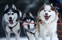 Kutyaszánverseny az Alpokban