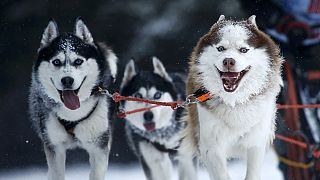 مسابقه سورتمه رانی سگ ها در ارتفاعات آلپ