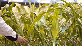 Agrochimie : ChemChina et Syngenta donnent des "garanties"