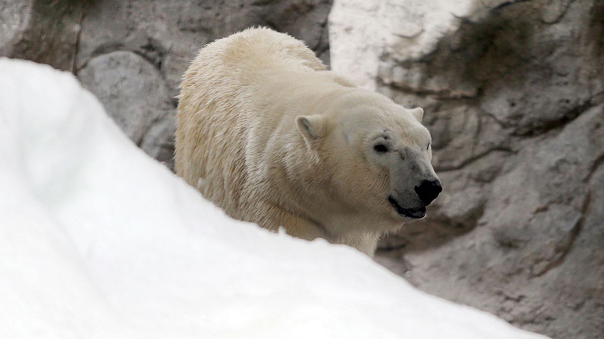 Watch: Polar bear cam shows Arctic plight