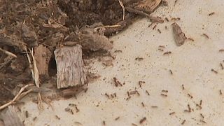 Australia lucha contra una invasión de hormigas rojas de fuego