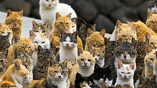 The Australian feral feline epidemic