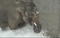 Etats-Unis : même les éléphants aiment la neige