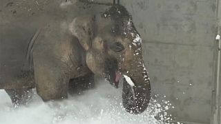 Etats-Unis : même les éléphants aiment la neige