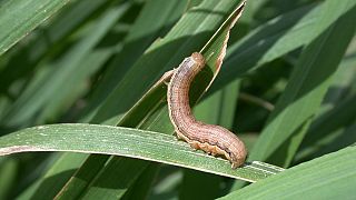 Armyworm invasion destroys 2,000 hectares of crops in Malawi