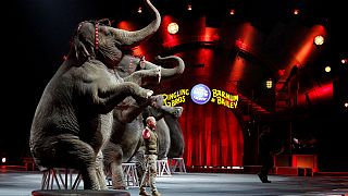 Fil gösterisi bitti, sirk battı
