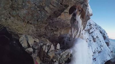 Dog rescues itself from snowy Utah cliff ledge