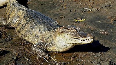 Tour guide killed at South African crocodile farm outside Cape Town