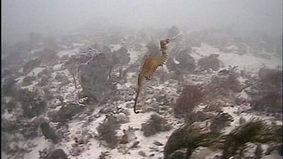 Un dragon des mers rubis filmé en Australie