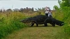 VIDEO: Riesiger Alligator überquert Straße in Florida