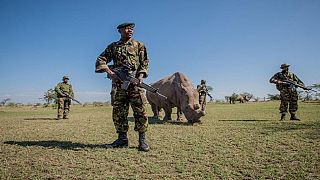 Two poachers killed in Kenyan national park: wildlife service