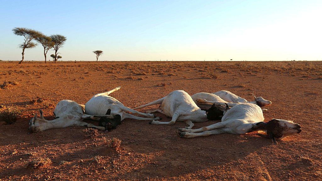 Un Warns Of Famine Risk In Somalia Amid Worsening Drought Africanews