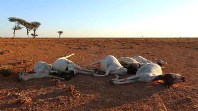 U.N. warns of famine risk in Somalia amid worsening drought