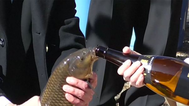 Alkohol für Fische? Japanisches Ritual sorgt für Empörung Alkohol für Fische? Japanisches Ritual sorgt für Empörung