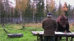 So malt der Braunbär (17)