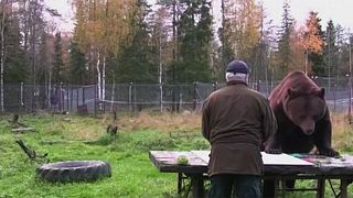 Finlandia: el arte de Juuso, un oso pardo de 17 años y 423 kg.