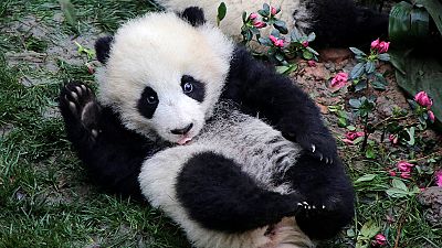 Les pandas fêtent le printemps avec gourmandise en Chine