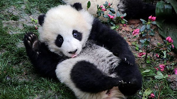 Cachorros de panda gigante también celebran el Nuevo Año Lunar chino Cachorros de panda gigante también celebran el Nuevo Año Lunar chino