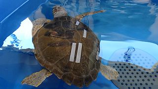 Italia: a Napoli il Centro tartarughe marine più grande del Mediterraneo