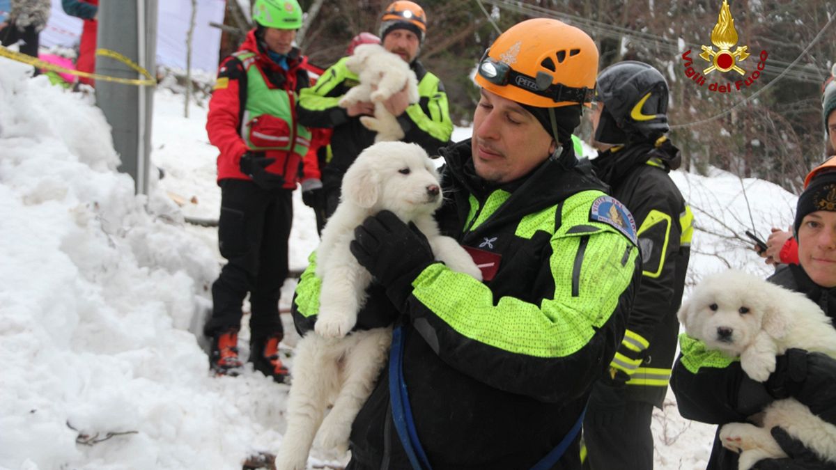 Rescate de tres cachorros: un poco de esperanza en los Abruzos tras la avalancha
