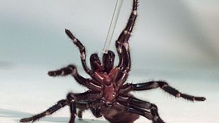 How do you milk a funnel-web spider?