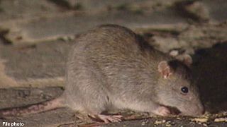 Anger after rat is strung up by its limbs