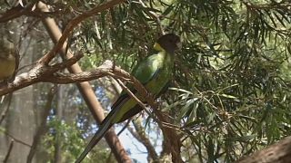 Cambiamenti climatici, pappagalli con ali più lunghe