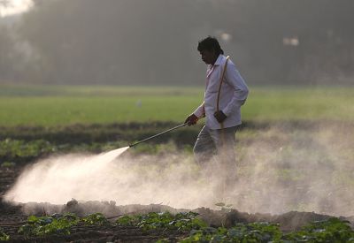 A farmer sprays pesticides at a cucumber field near Ahmedabad, India.