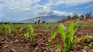 L'Afrique du Sud va importer 1,3 million de tonnes métriques de maïs transgénique américain